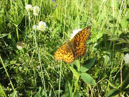 Attēlu rezultāti vaicājumam “Boloria titania underside”