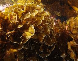 Attēlu rezultāti vaicājumam “Dictydiaethaliaceae”