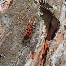 Attēlu rezultāti vaicājumam “Caenolyda reticulata”