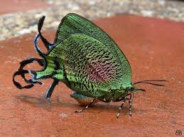 Attēlu rezultāti vaicājumam “Arcyria imperialis”