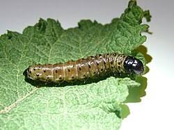 Attēlu rezultāti vaicājumam “Apamea monoglypha”