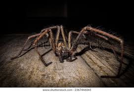 Attēlu rezultāti vaicājumam “Tegenaria sp.”