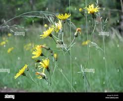 Attēlu rezultāti vaicājumam “Hieracium murorum leaf”