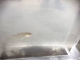 Image result for Microgadus tomcod