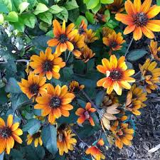 Image result for Heliopsis scabra