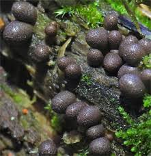 Attēlu rezultāti vaicājumam “Lycogala ustulatum macro”