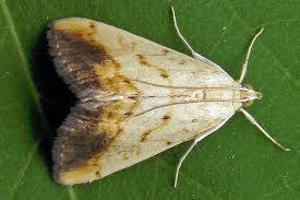 Attēlu rezultāti vaicājumam “Evergestis extimalis”