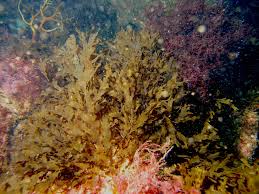 Attēlu rezultāti vaicājumam “Clastoderma debaryanum macro”