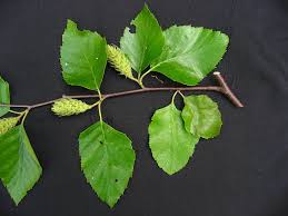 Attēlu rezultāti vaicājumam “Betula humilis leaf”
