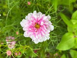 Image result for Cosmos bipinnatus `Double Click`