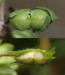 Attēlu rezultāti vaicājumam “Veronica persica fruit”