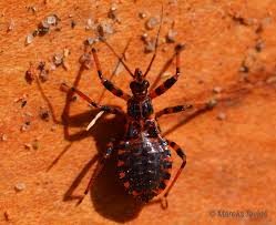 Attēlu rezultāti vaicājumam “Rhynocoris annulatus imago”