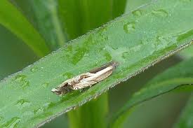 Attēlu rezultāti vaicājumam “Ancylis apicella”