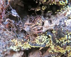 Attēlu rezultāti vaicājumam “Lamproderma nigrescens”