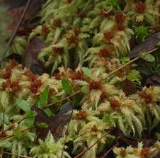 Attēlu rezultāti vaicājumam “Sphagnum palustre”