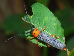 Attēlu rezultāti vaicājumam “Oberea oculata”