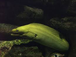 Image result for Gymnothorax vicinus