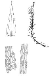 Attēlu rezultāti vaicājumam “Tomentypnum nitens”