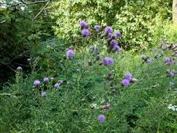 Attēlu rezultāti vaicājumam “Cirsium arvense flower”