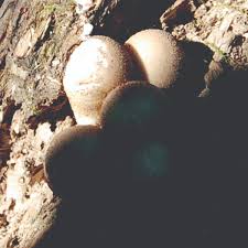 Attēlu rezultāti vaicājumam “Leptobryum pyriforme sporophyte”