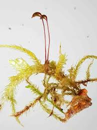 Attēlu rezultāti vaicājumam “Eurhynchium angustirete sporophyte”