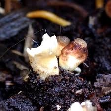 Attēlu rezultāti vaicājumam “Sphaerobolus stellatus”