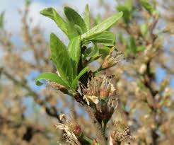 Attēlu rezultāti vaicājumam “Prunus spinosa leaf”