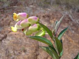 Attēlu rezultāti vaicājumam “Polygalaceae”