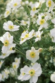 Image result for Anemonenarten