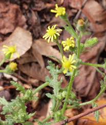 Attēlu rezultāti vaicājumam “Senecio viscosus flower”