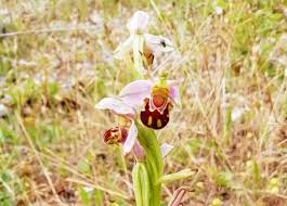 Attēlu rezultāti vaicājumam “Ophrys insectifera flower”