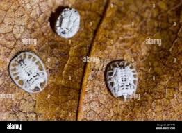 Attēlu rezultāti vaicājumam “Aleurochiton aceris nymph”