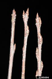 Attēlu rezultāti vaicājumam “Cerasus bud”