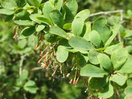 Attēlu rezultāti vaicājumam “Berberis vulgaris”