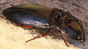 Attēlu rezultāti vaicājumam “Selatosomus aeneus”