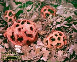 Attēlu rezultāti vaicājumam “Clathrus ruber”