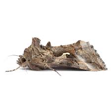 Attēlu rezultāti vaicājumam “Autographa gamma”