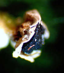 Attēlu rezultāti vaicājumam “Diderma floriforme”