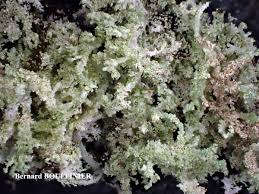 Attēlu rezultāti vaicājumam “Cladonia parasitica”