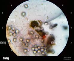 Attēlu rezultāti vaicājumam “Physarum psittacinum”