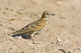 Image result for Calandrella rufescens