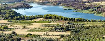 Attēlu rezultāti vaicājumam “Retinia resinella exuvia”