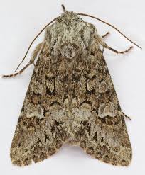 Attēlu rezultāti vaicājumam “Papestra biren”