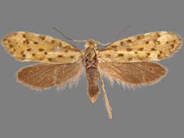 Attēlu rezultāti vaicājumam “Micropterigidae”