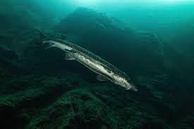 Image result for Acipenser medirostris