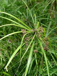 Attēlu rezultāti vaicājumam “Cyperus fuscus fruit”