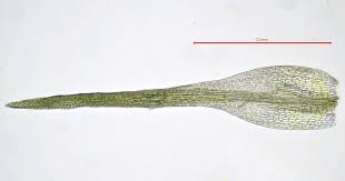 Attēlu rezultāti vaicājumam “Licea pusilla sessile”