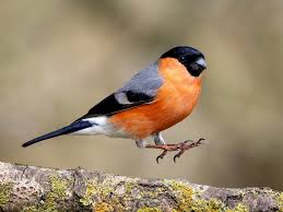 Attēlu rezultāti vaicājumam “Pyrrhula pyrrhula male”