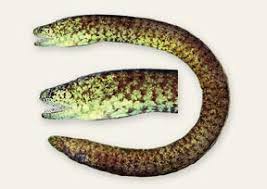 Image result for Chelon tricuspidens