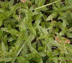 Attēlu rezultāti vaicājumam “Epilobium montanum leaf”